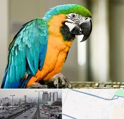 داروخانه شبانه روزی پرندگان در بلوار ارتش