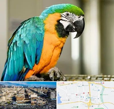 داروخانه شبانه روزی پرندگان در شهرک راه آهن