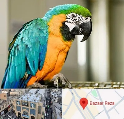 داروخانه شبانه روزی پرندگان در بازار رضا مشهد