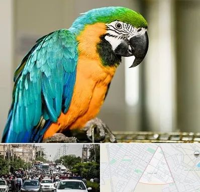 داروخانه شبانه روزی پرندگان در سیدی مشهد