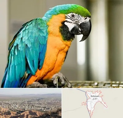 داروخانه شبانه روزی پرندگان در اسفراین