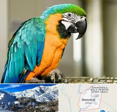 داروخانه شبانه روزی پرندگان در شمشک