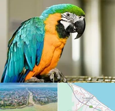 داروخانه شبانه روزی پرندگان در تنکابن