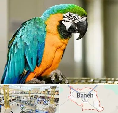 داروخانه شبانه روزی پرندگان در بانه
