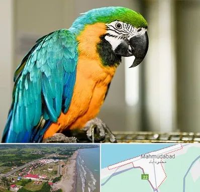 داروخانه شبانه روزی پرندگان در محمودآباد