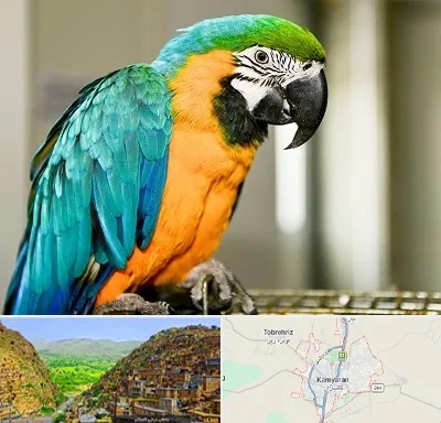 داروخانه شبانه روزی پرندگان در کامیاران