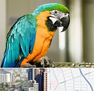 داروخانه شبانه روزی پرندگان در خیابان بهشتی