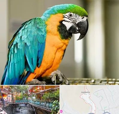 داروخانه شبانه روزی پرندگان در درکه