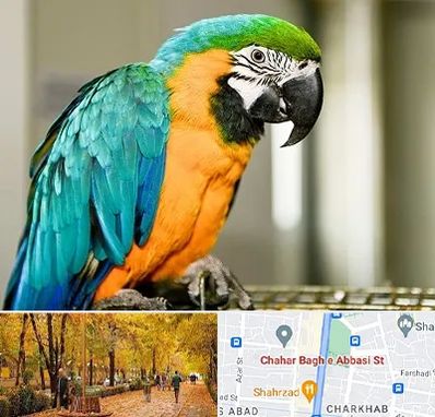 داروخانه شبانه روزی پرندگان در چهارباغ اصفهان