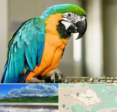 داروخانه شبانه روزی پرندگان در مرند