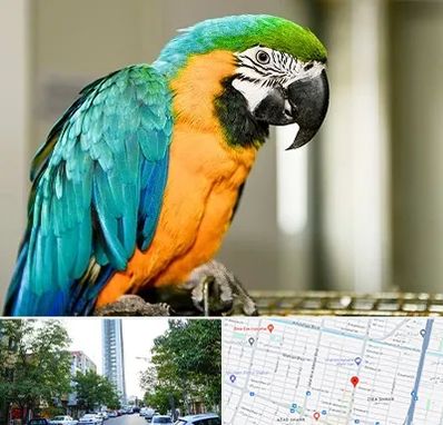 داروخانه شبانه روزی پرندگان در امامت مشهد