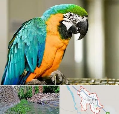 داروخانه شبانه روزی پرندگان در سراوان