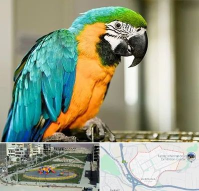 داروخانه شبانه روزی پرندگان در مرزداران تبریز