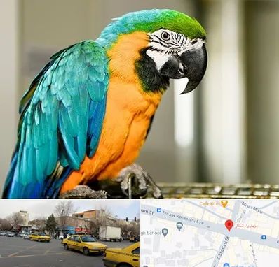 داروخانه شبانه روزی پرندگان در شهناز تبریز