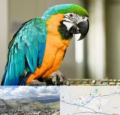 داروخانه شبانه روزی پرندگان در رودهن