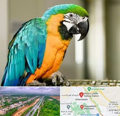 داروخانه شبانه روزی پرندگان در قصرالدشت شیراز