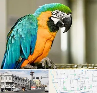 داروخانه شبانه روزی پرندگان در 17شهریور