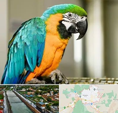 داروخانه شبانه روزی پرندگان در مراغه