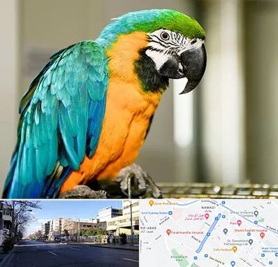 داروخانه شبانه روزی پرندگان در خیابان ملاصدرا شیراز