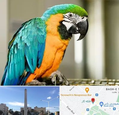 داروخانه شبانه روزی پرندگان در فلکه گاز شیراز