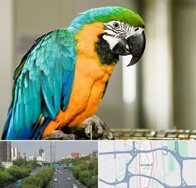 داروخانه شبانه روزی پرندگان در توانیر