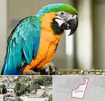 داروخانه شبانه روزی پرندگان در جماران