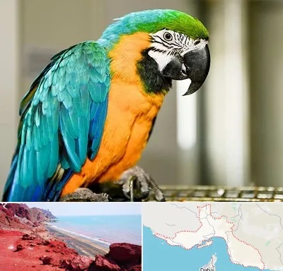 داروخانه شبانه روزی پرندگان در هرمزگان