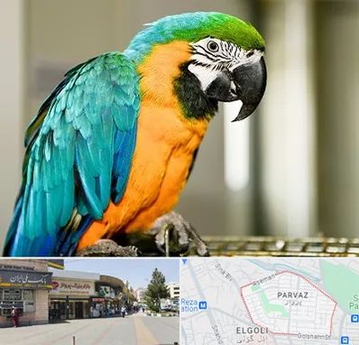 داروخانه شبانه روزی پرندگان در پرواز تبریز