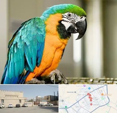 داروخانه شبانه روزی پرندگان در نواب اسلامشهر