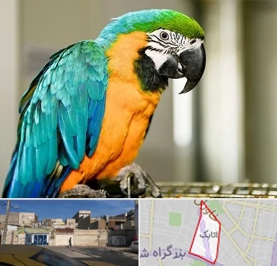 داروخانه شبانه روزی پرندگان در اتابک