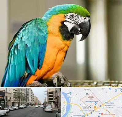 داروخانه شبانه روزی پرندگان در زیتون کارمندی اهواز