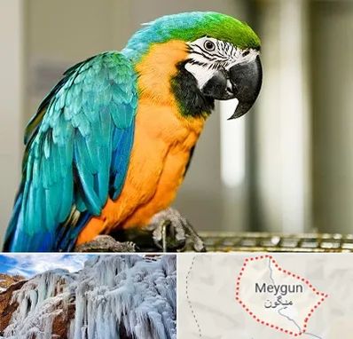 داروخانه شبانه روزی پرندگان در میگون