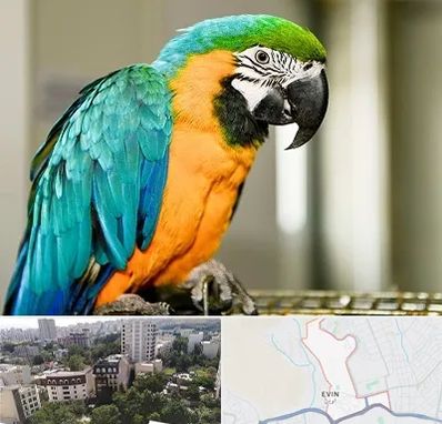 داروخانه شبانه روزی پرندگان در اوین