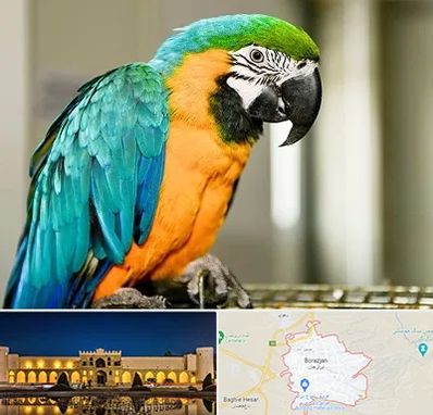 داروخانه شبانه روزی پرندگان در برازجان