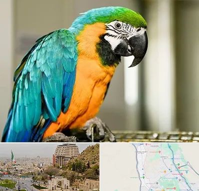 داروخانه شبانه روزی پرندگان در فرهنگ شهر شیراز