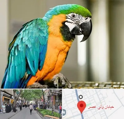 داروخانه شبانه روزی پرندگان در ولیعصر شهریار