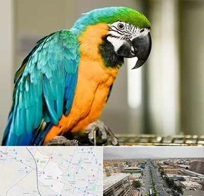 داروخانه شبانه روزی پرندگان در حصارک کرج