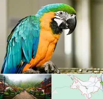 داروخانه شبانه روزی پرندگان در فومن