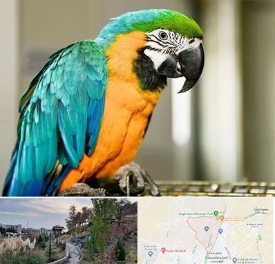 داروخانه شبانه روزی پرندگان در باغستان کرج