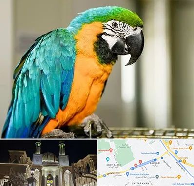 داروخانه شبانه روزی پرندگان در زرگری شیراز