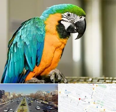 داروخانه شبانه روزی پرندگان در بلوار معلم مشهد