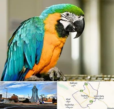 داروخانه شبانه روزی پرندگان در تایباد