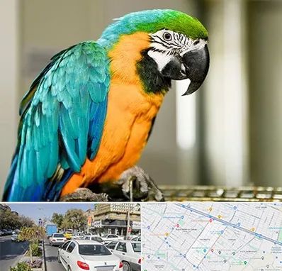 داروخانه شبانه روزی پرندگان در مفتح مشهد