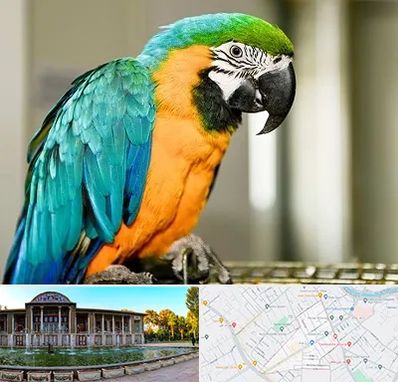 داروخانه شبانه روزی پرندگان در عفیف آباد شیراز