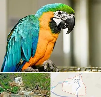 داروخانه شبانه روزی پرندگان در کردان