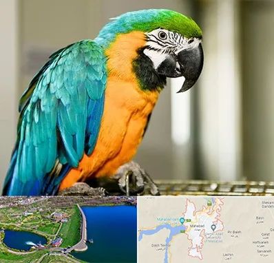 داروخانه شبانه روزی پرندگان در مهاباد