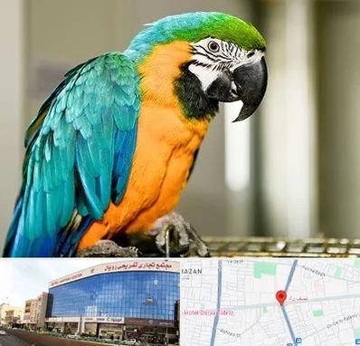 داروخانه شبانه روزی پرندگان در نصف راه تبریز