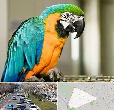 داروخانه شبانه روزی پرندگان در احمدآباد مشهد