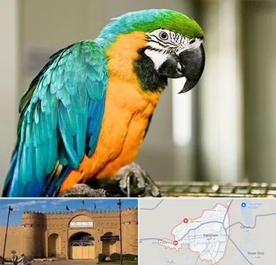 داروخانه شبانه روزی پرندگان در ایرانشهر
