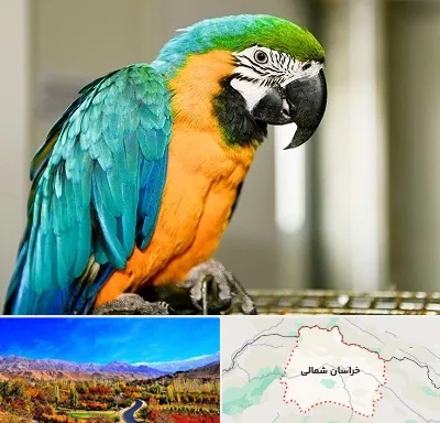 داروخانه شبانه روزی پرندگان در خراسان شمالی